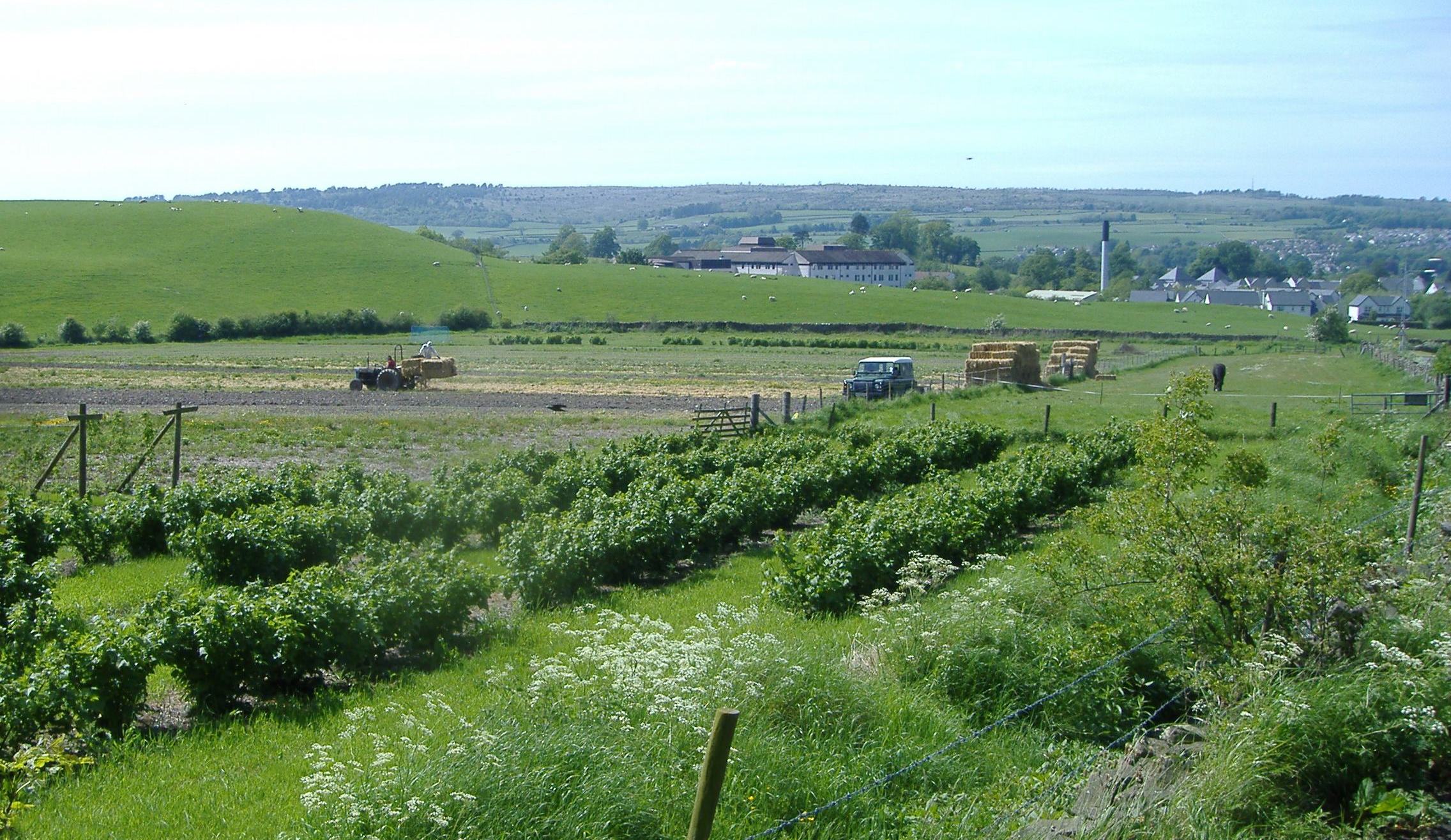 View of Kendal Straberry Field