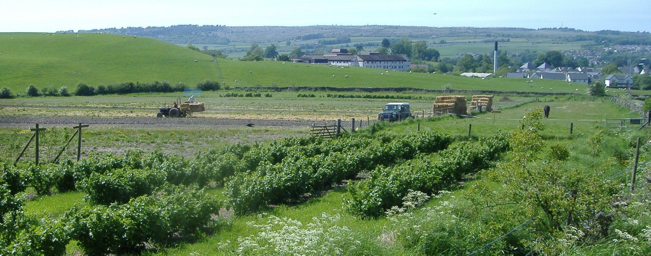 View of Kendal's Strawberry field