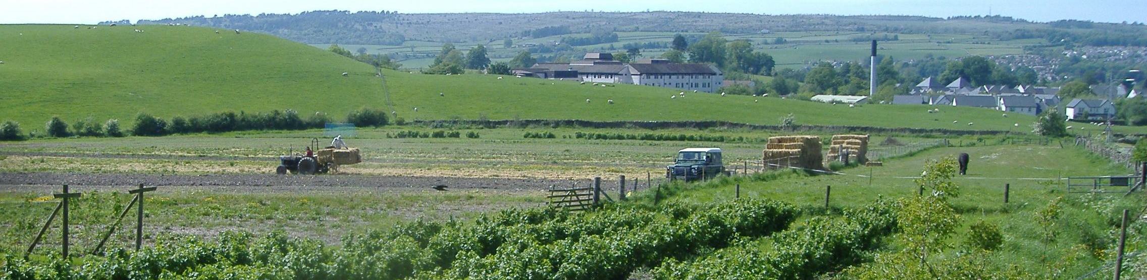 View of Kendal's Strawberry field