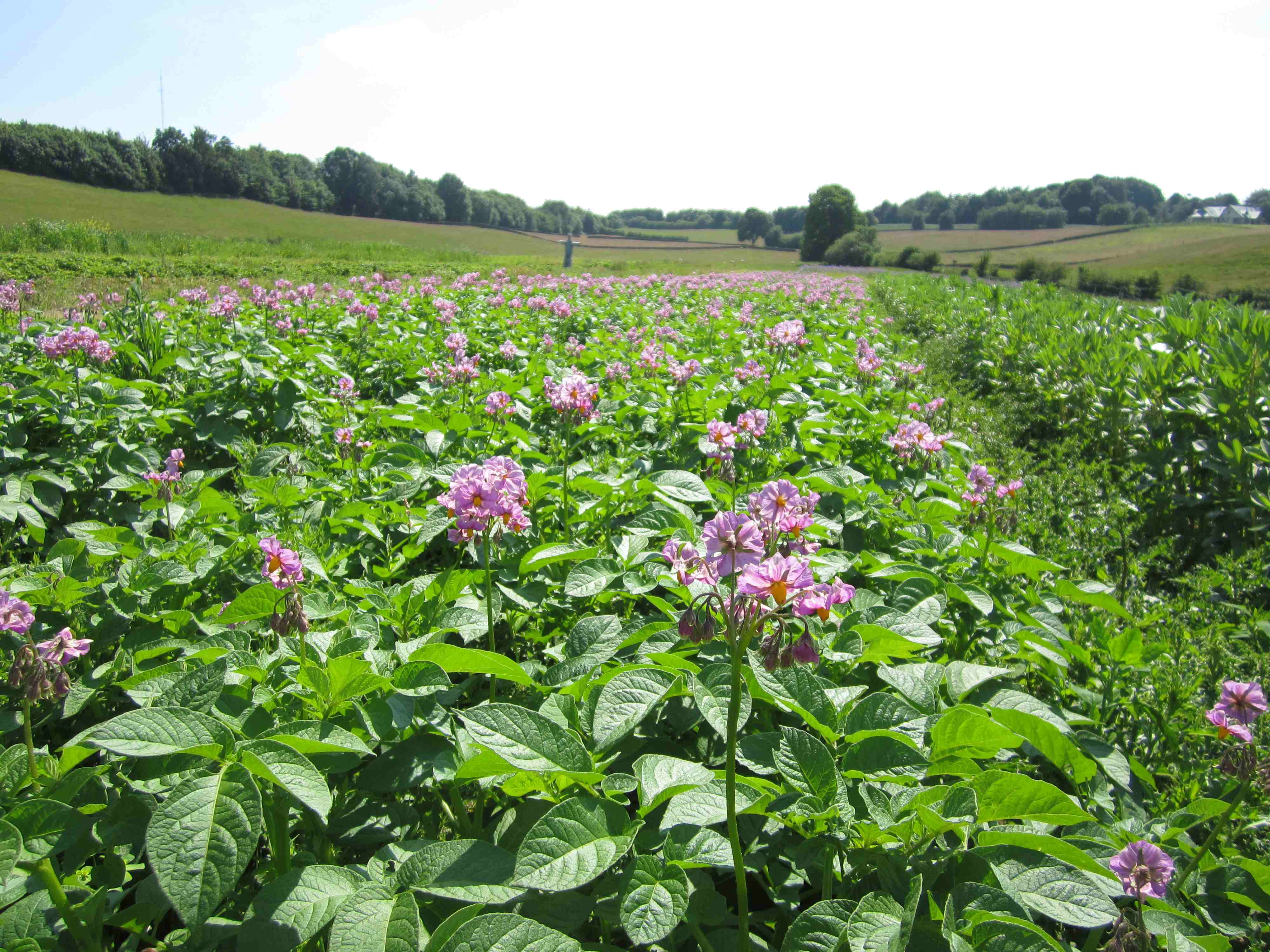 Kendal Strawberry Field - potato flowers