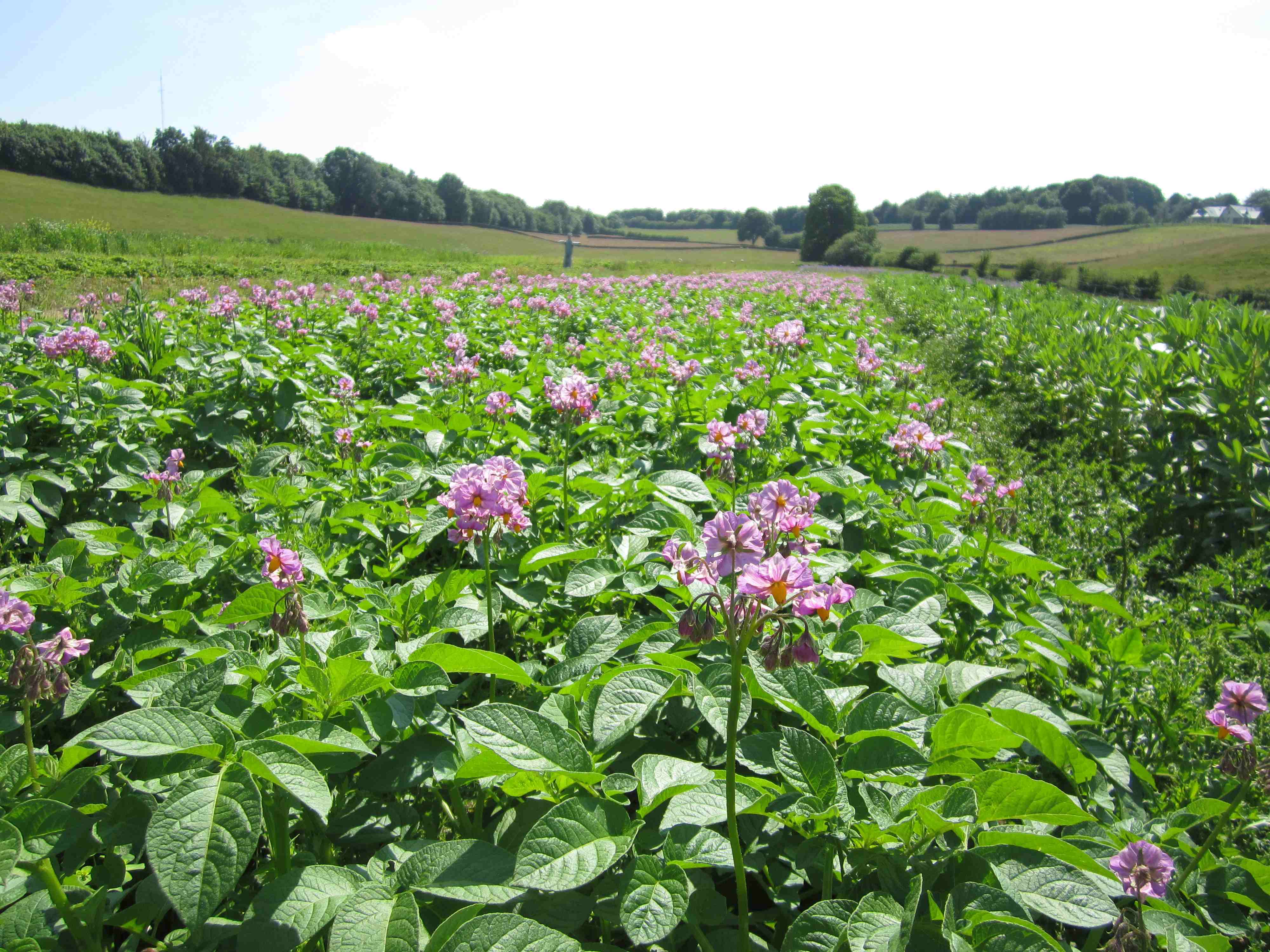 Potato flowers in KSF