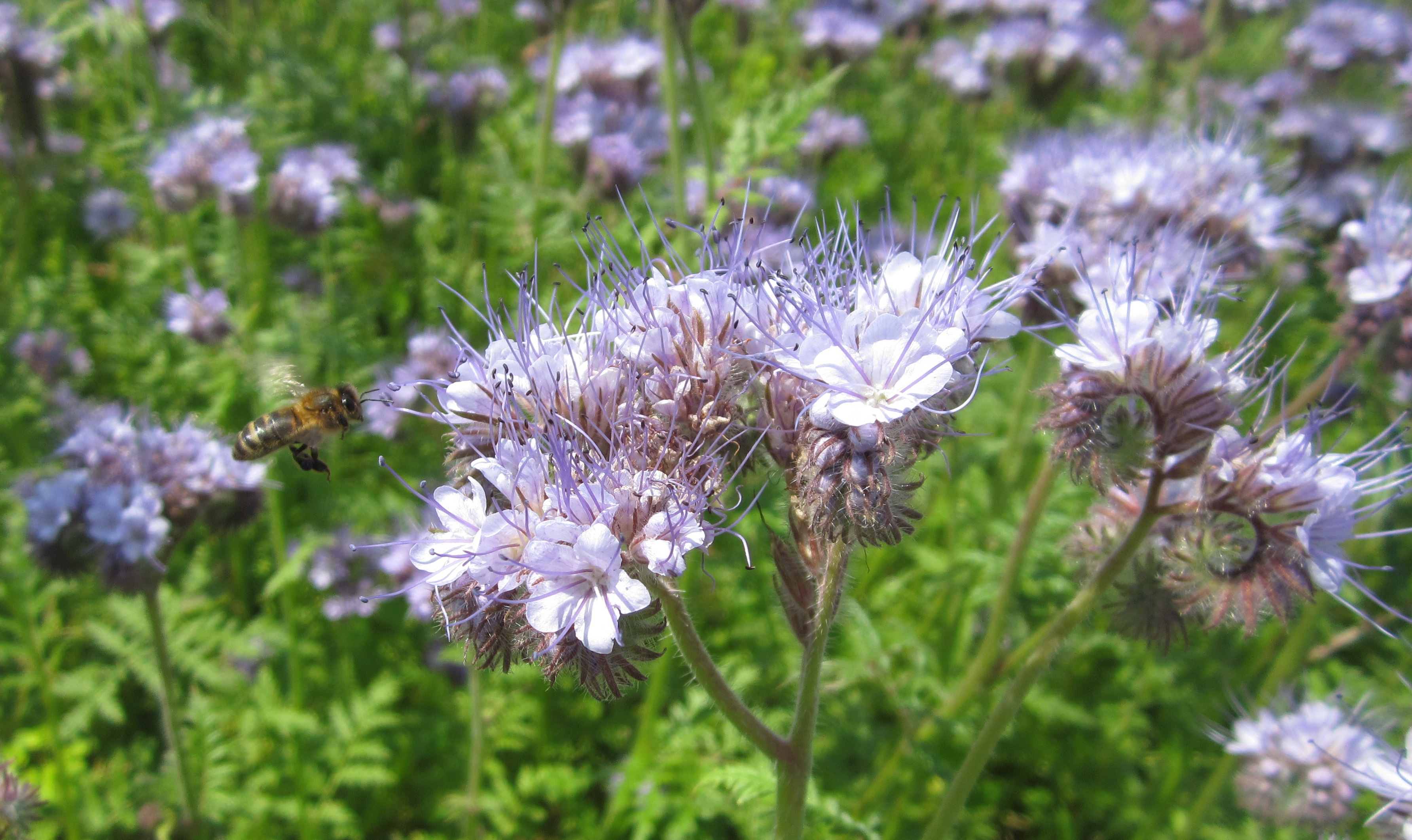 KSF bee visiting flower