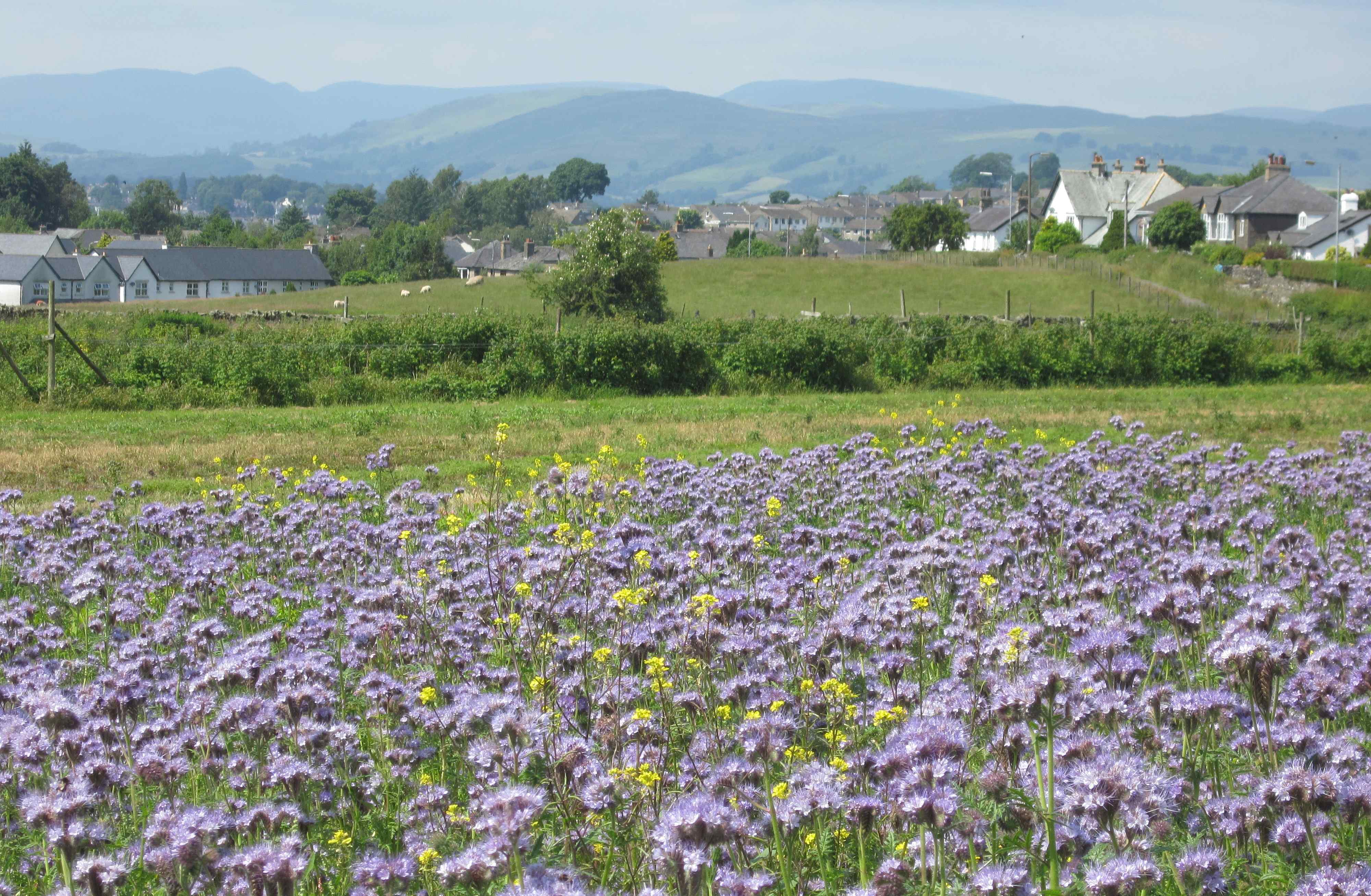 Another view of Kendal Strawberry Field