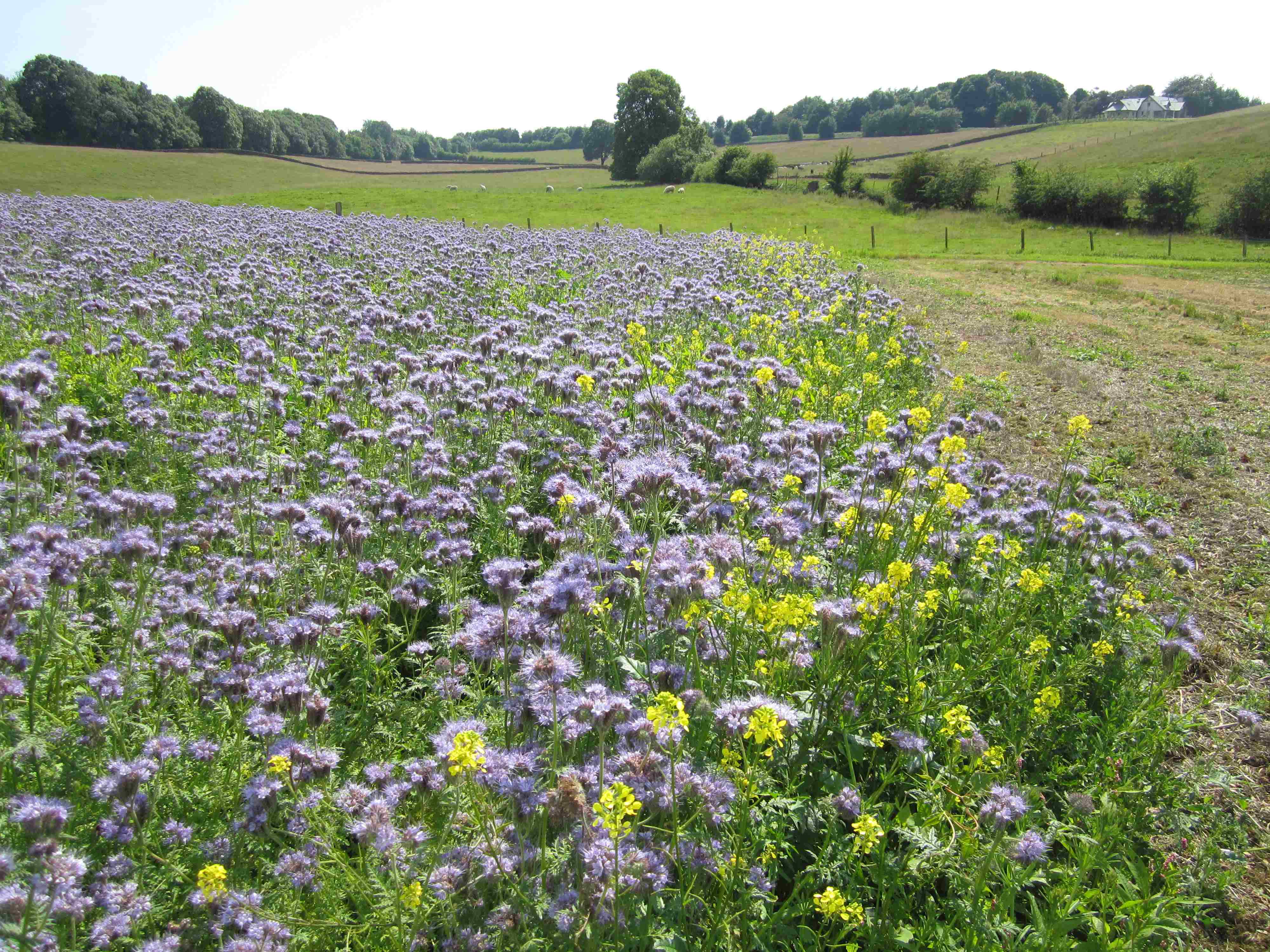 View of Kendal Strawberry field