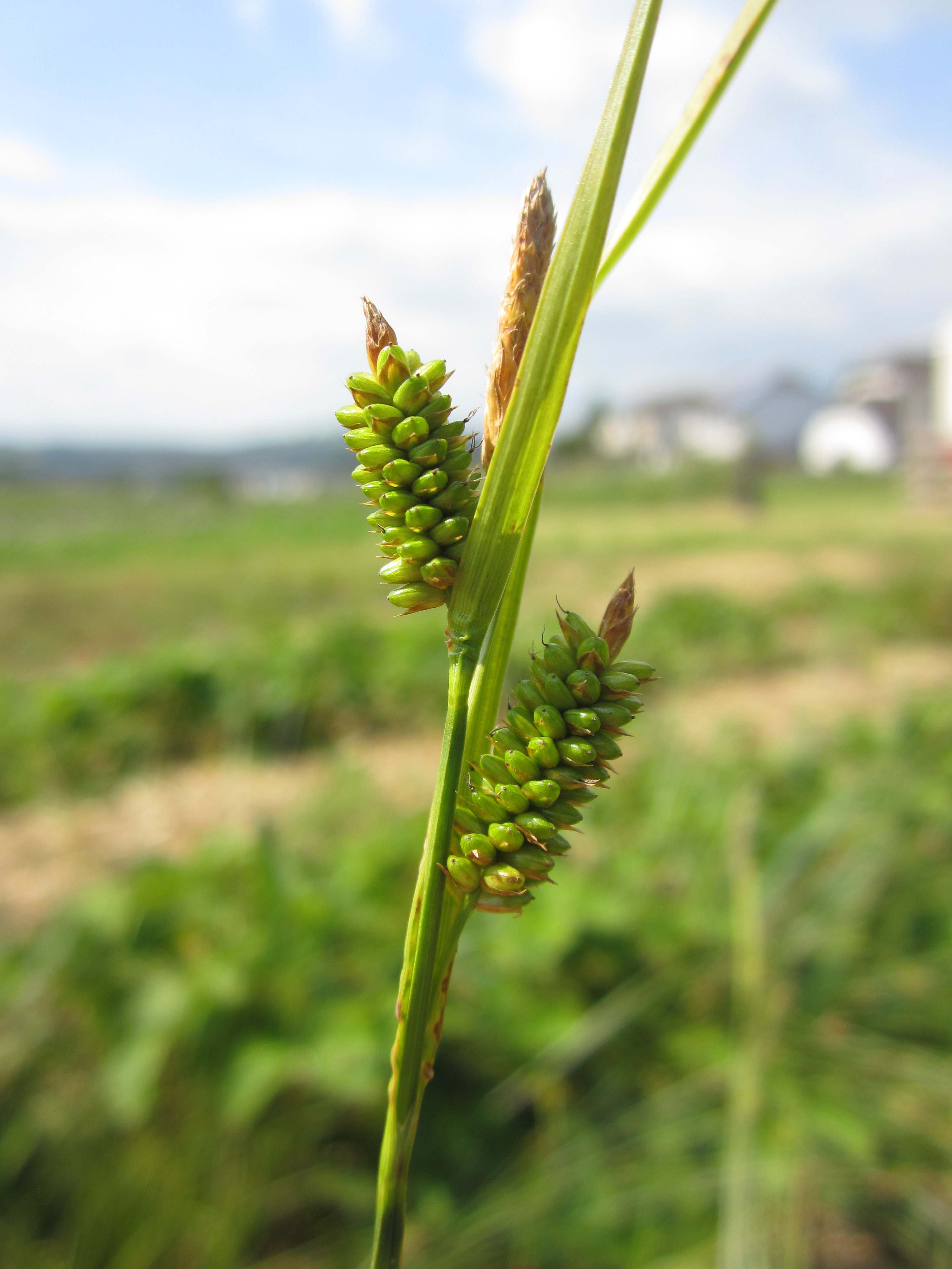 Carex pallescens in Kendal's Strawberry field