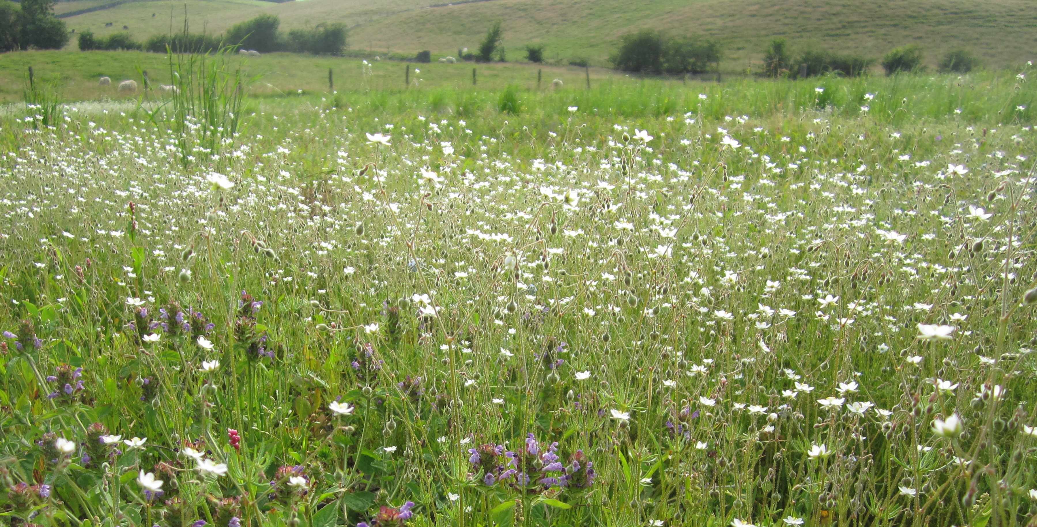 "weeds" can look good